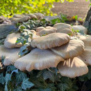 Oyster Mushroom