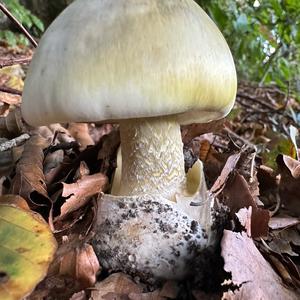 Death Cap