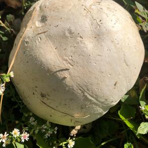 Giant Puffball