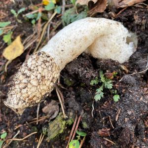 Stinkhorn, Common