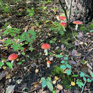 Fly Agaric