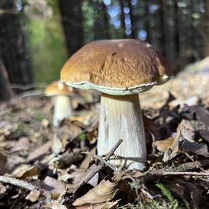 King Bolete