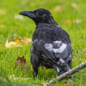 Carrion Crow