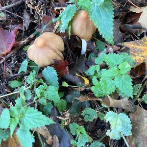 Unknown Species