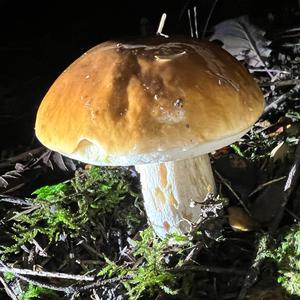 King Bolete