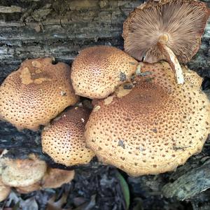 Scaly Pholiota