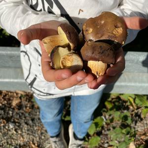 King Bolete