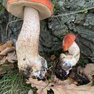 Orange Birch Bolete