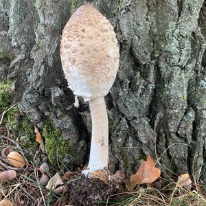 Parasol Mushroom