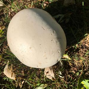 Giant Puffball