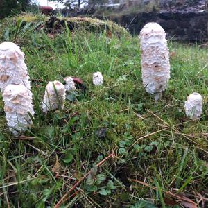 Shaggy Mane