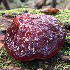 Beefsteak Polypore