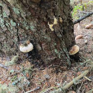 Red-belted Polypore