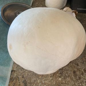 Giant Puffball