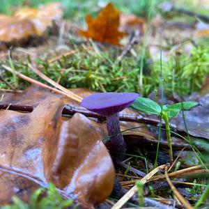 Amethystblauer Lacktrichterling