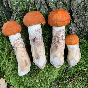 Orange Birch Bolete