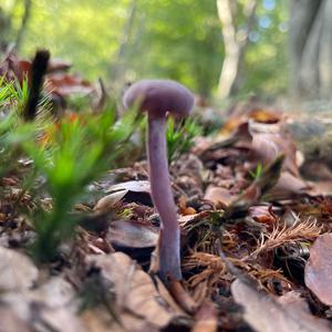 Amethyst Deceiver