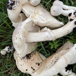 Unknown Species