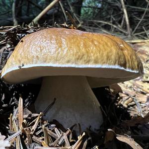 King Bolete