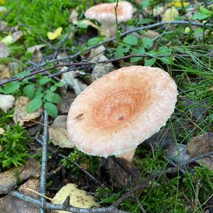 Pink-fringed Milky