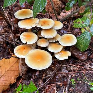 Smoky-gilled Hypholoma