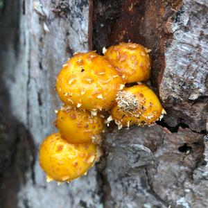 Golden Pholiota