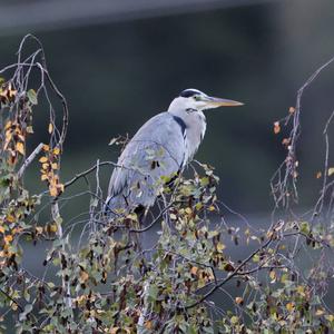 Grey Heron