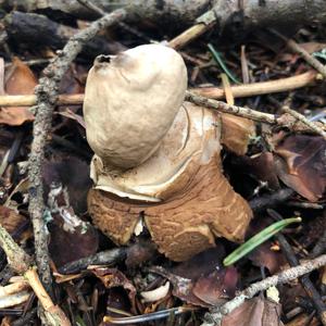 Collared Earthstar