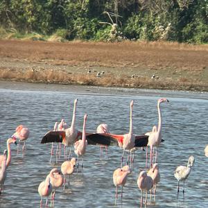 Greater Flamingo