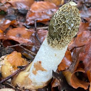 Unknown Species