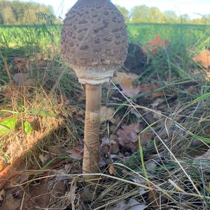 Parasol Mushroom