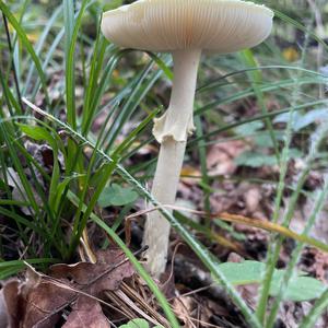 Unknown Species