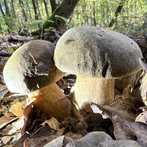 Schwarzhütiger Steinpilz