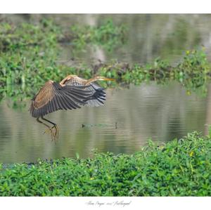 Purple Heron