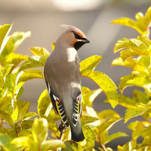 Bohemian Waxwing