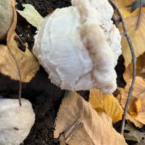 Entoloma sepium