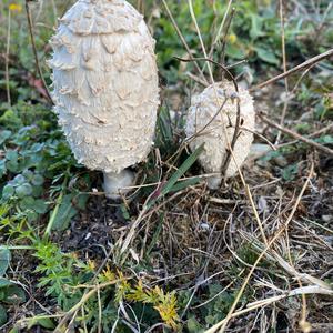 Shaggy Mane