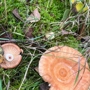 Pink-fringed Milky