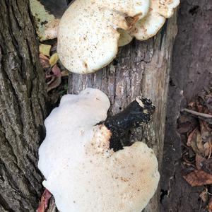 Black-footed Polypore