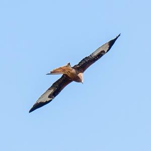 Red Kite