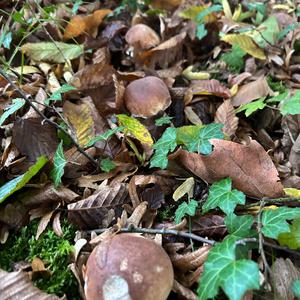 King Bolete