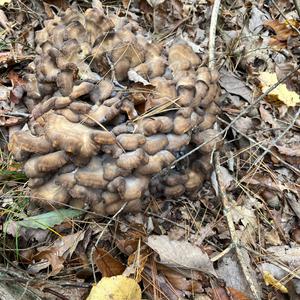 Hen-of-the-Woods