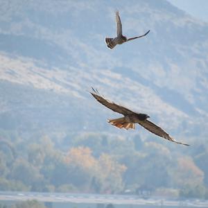 Rotschwanzbussard