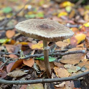 Unknown Species