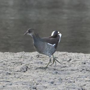 Common Moorhen