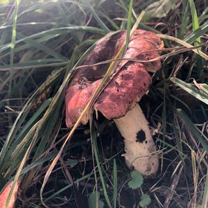 Bare-toothed Russula