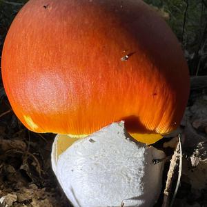 Caesar´s Mushroom