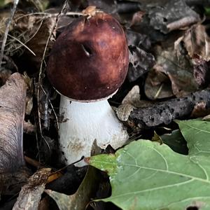 Unknown Species