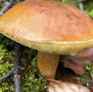 Unknown Species