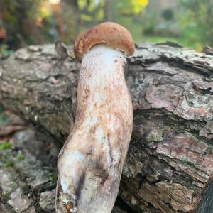 Orange Birch Bolete